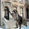 Are Brooklyn Raccoons Facing Shocks, Euthanization?